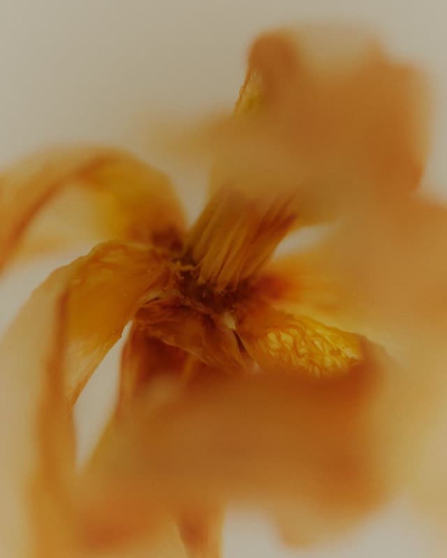 Golden flower — the beauty in imperfection